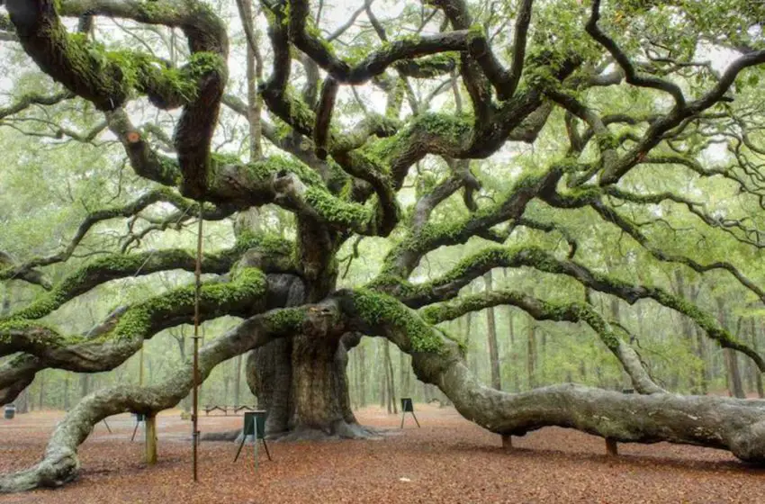  Los 10 árboles más importantes del planeta