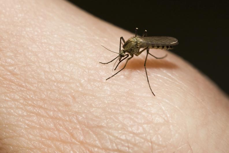 26 de agosto: Día Internacional contra el Dengue