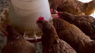 Photo of Agrícola/ 500.000 hectáreas son aprovechables para la siembra y cría animal