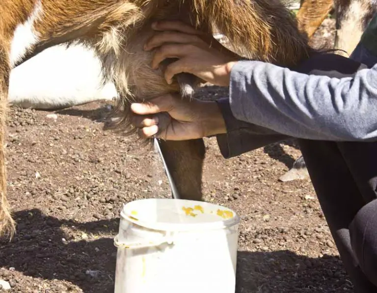 Estos son los precios de la leche y queso a puerta de corral en Falcón