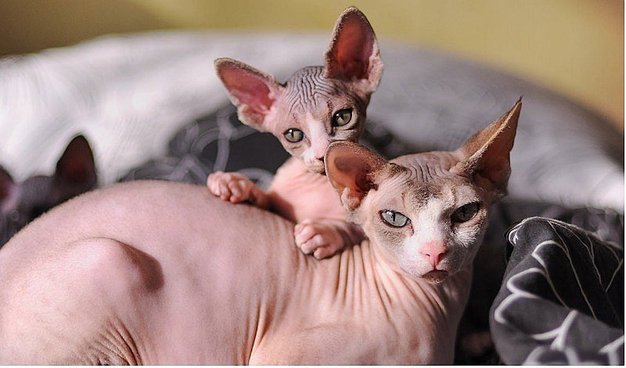 Las 10 razas de gatos más extrañas del mundo