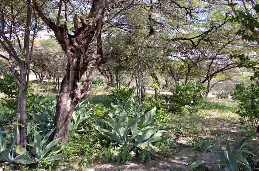 El medio árido de Pecaya se beneficia con la reforestación con agave.