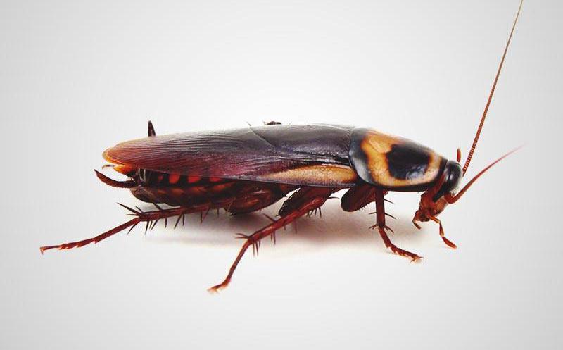 10 datos sorprendentes sobre las cucarachas