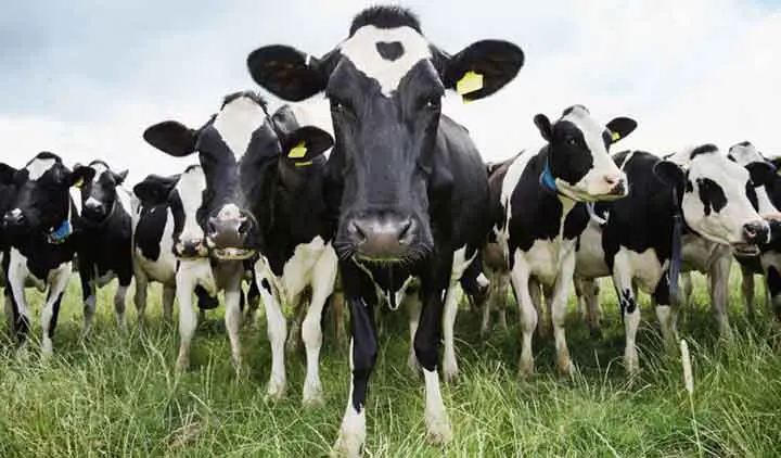 vacas-holanda-orinal-invento