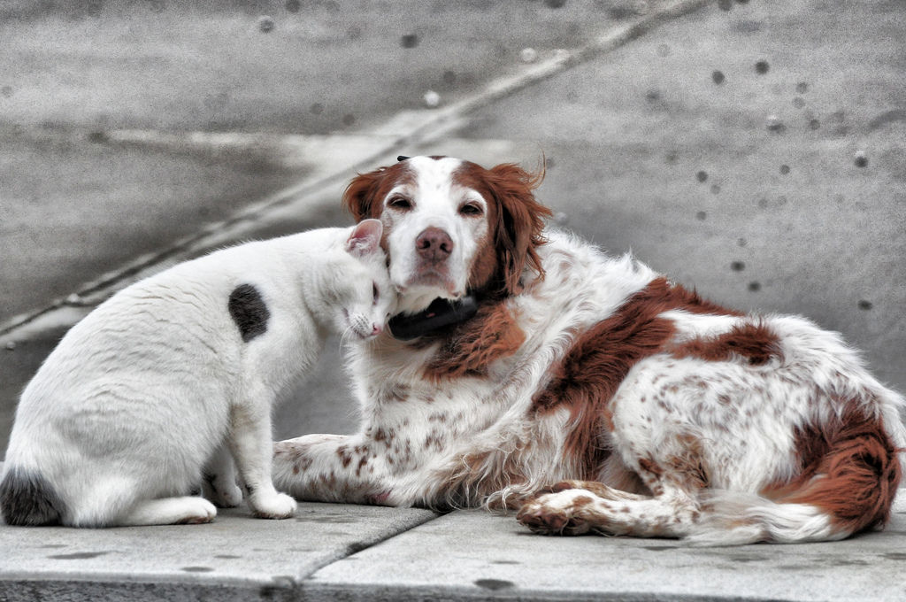 4 de abril: Día Internacional de los Perros y Gatos Callejeros