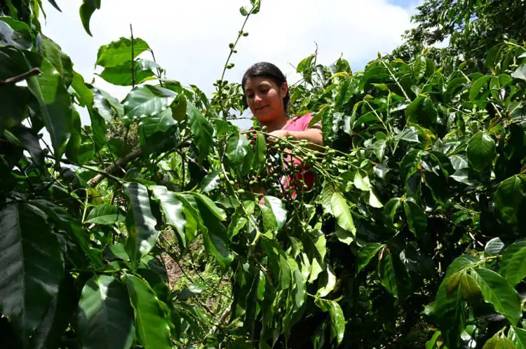  Caficultores guatemaltecos sopesan volver a EE.UU. por crisis del grano