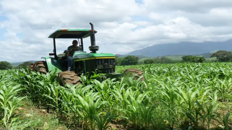 Fedeagro señala afectación en producción de hortalizas por lluvias