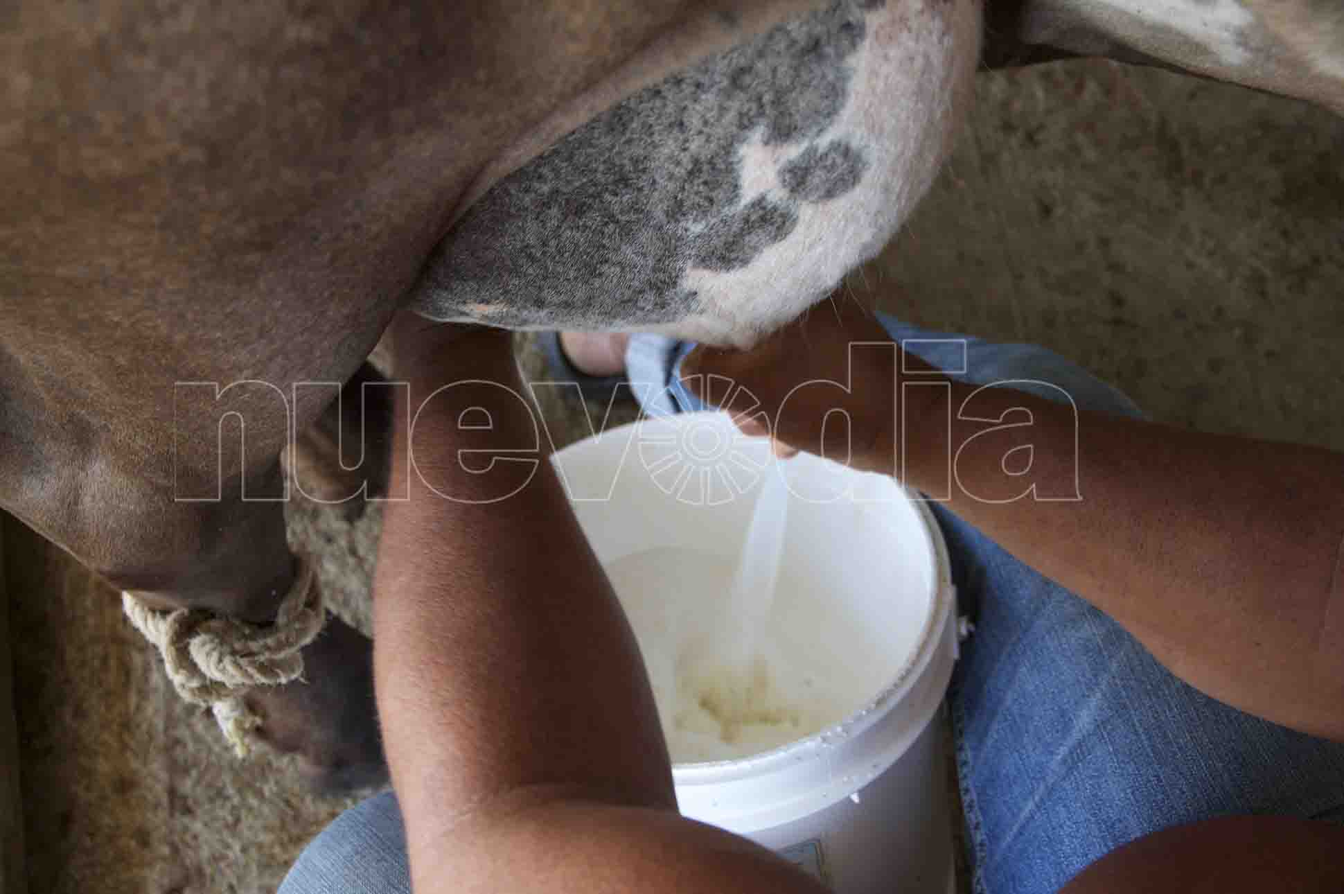  Falcón busca estrategias para avanzar en la producción de leche