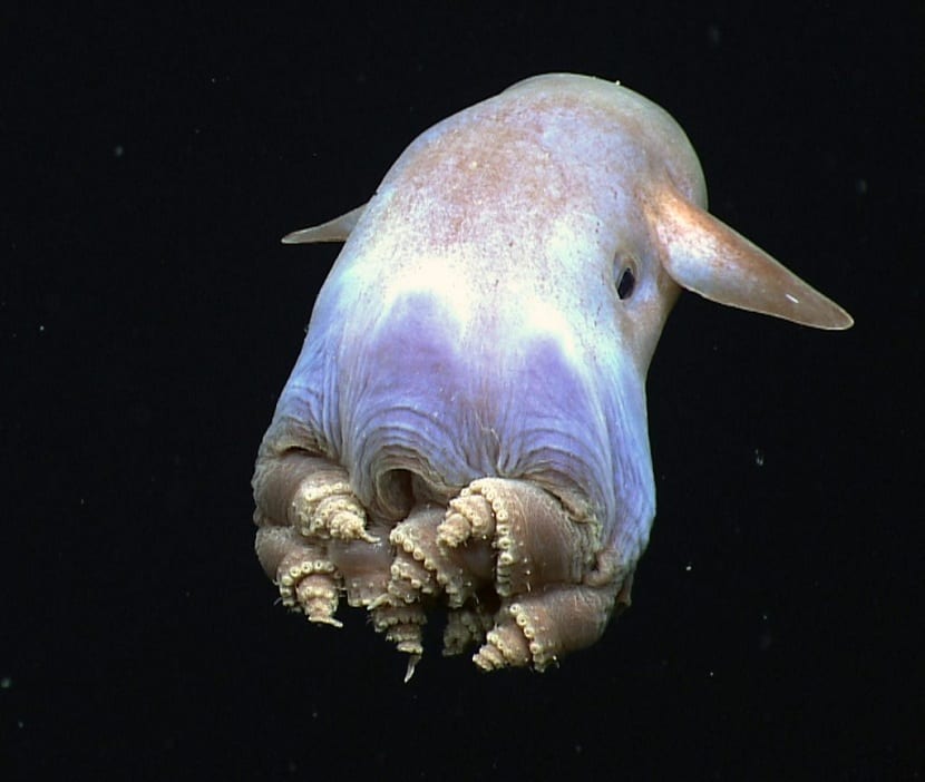 Observan al pulpo «Dumbo» a 7.000 metros de profundidad