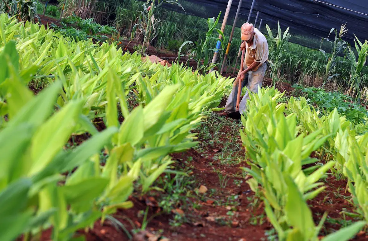  Muestran los avances de fortalecimiento de la agricultura urbana