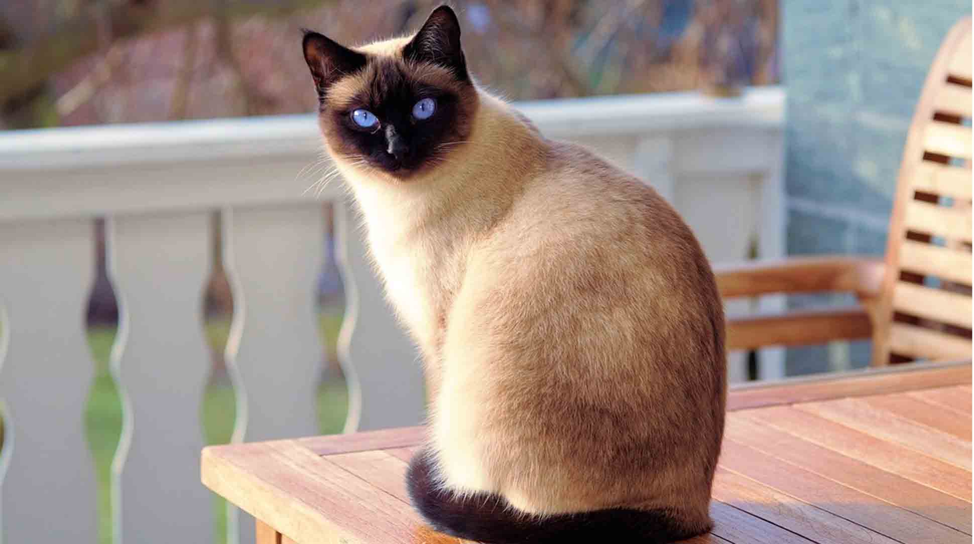 Psicólogos revelan un truco para tener contacto con gatos