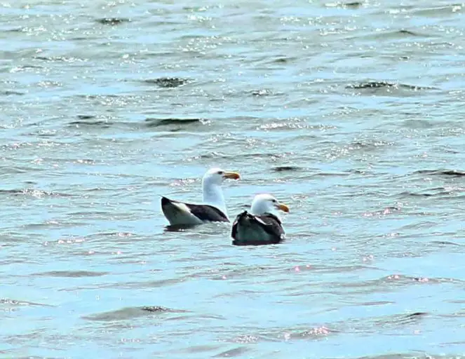 Gaviotas nuevas