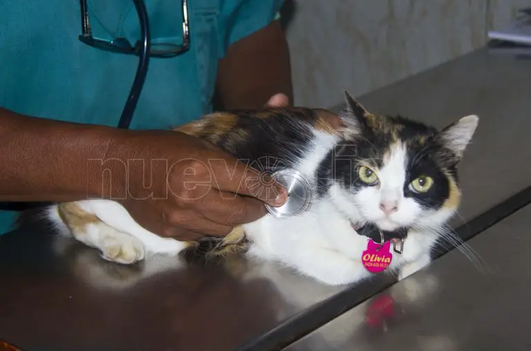 Monagas | Falso veterinario fue sentenciado a tres años