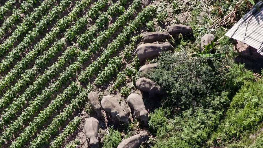 Manada de elefantes recresa a capa liego de mucho tiempo perdida