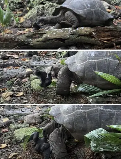 Captan a una tortuga gigante devorando un polluelo de charrán común en "la primera documentación de caza deliberada en cualquier especie de tortuga"