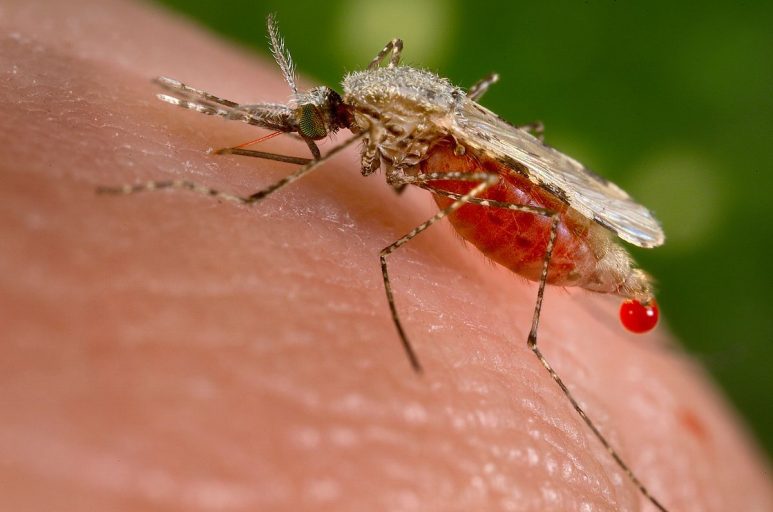 Se han registrado 56.273 casos de malaria en Bolivar