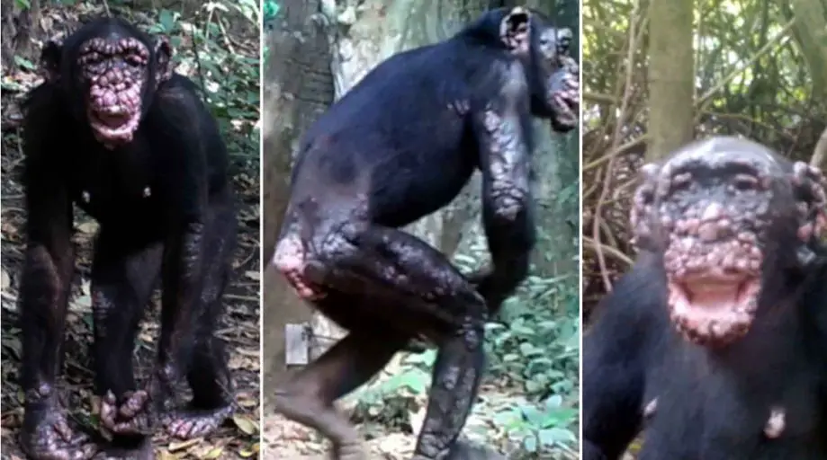 Chimpace salvaje con lepra