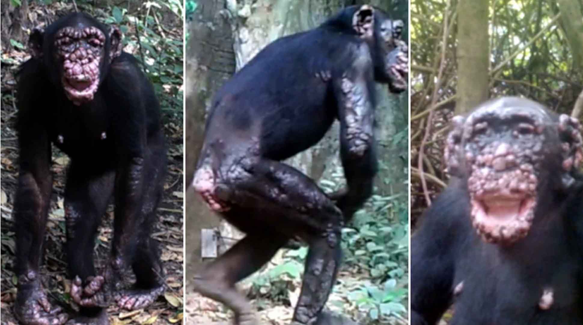  Diagnostican por primera vez la lepra en chimpancé salvaje