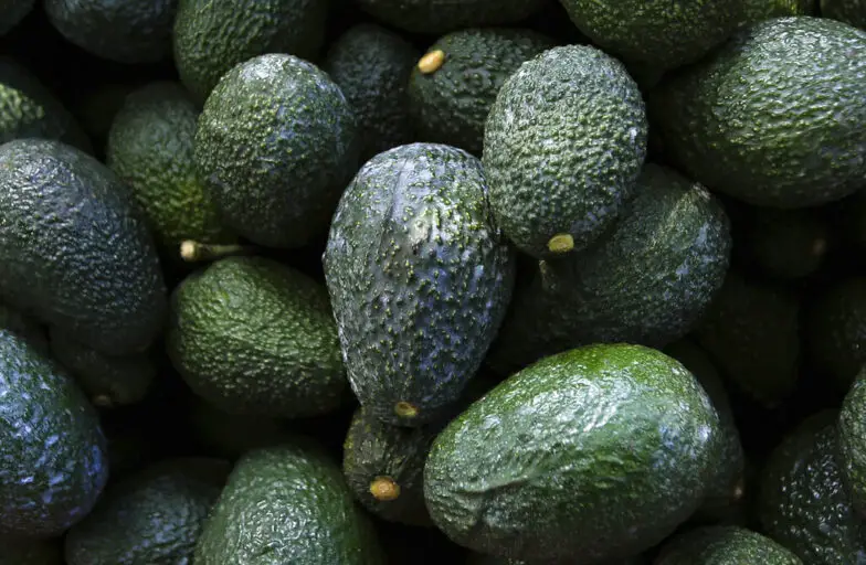 Aguacates mexicanos