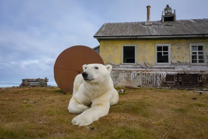 ¡Asombroso! Osos polares ocupan una casa en una isla de Rusia
