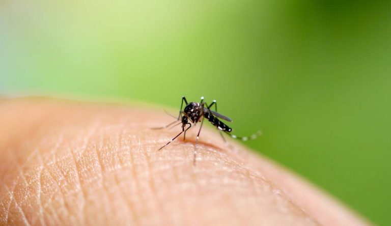 ¡A usar repelente! OMS alerta aumento de dengue en América