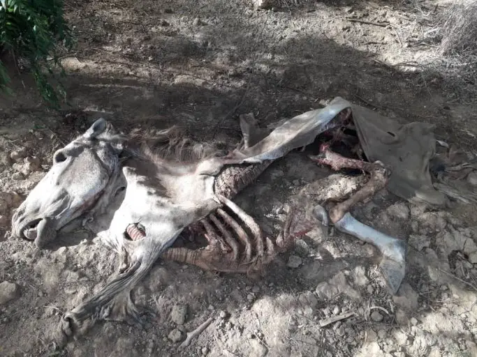 caballo