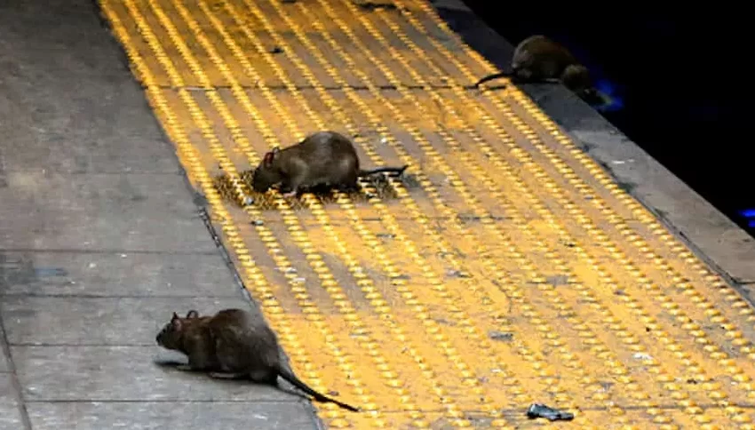  Invasión de ratas: La nueva «pandemia» que enfrentan en Nueva York