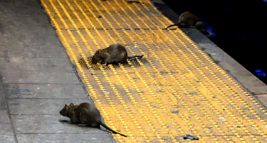 invasión de ratas