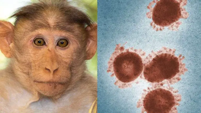 Quienes estén vacunados contra la viruela son inmunes a la Monkeypox