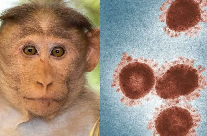 Quienes estén vacunados contra la viruela son inmunes a la Monkeypox