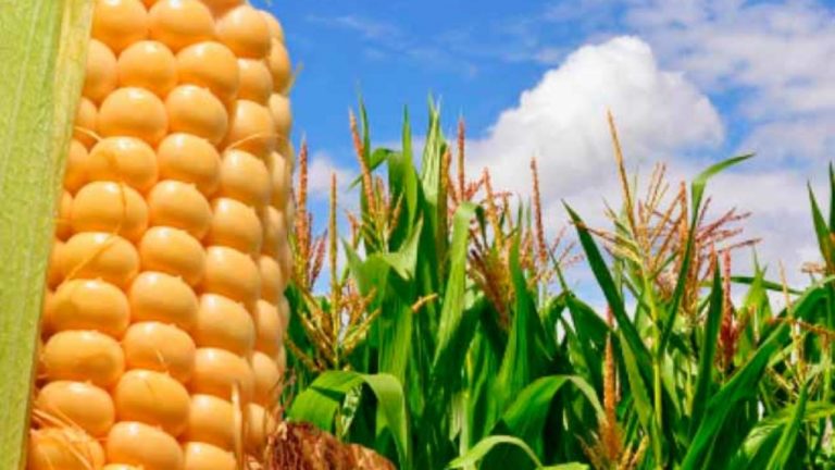Un millón de toneladas es el crecimiento estimado para el maíz