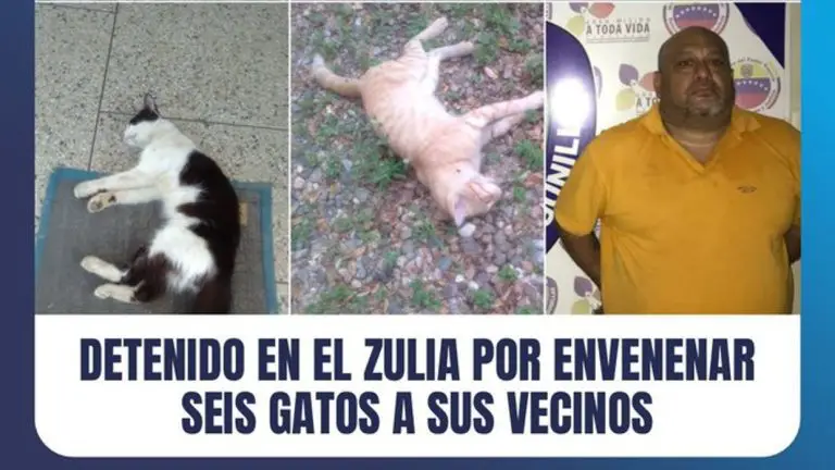 Preso hombre que envenenó a seis gatos en Zulia