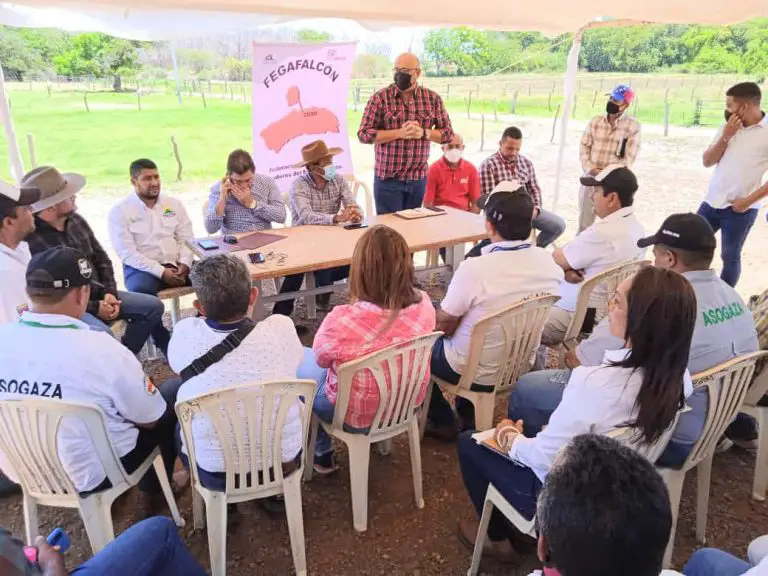 Insai Falcón aspira inmunizar 168.000 bovinos en primer ciclo contra la aftosa