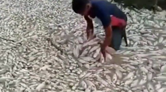 Mira cómo murieron miles de peces en Portuguesa