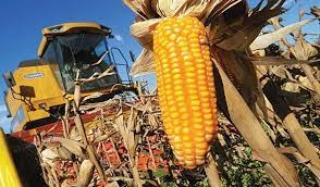 Productores de maíz esperan ajusten precios del rubro