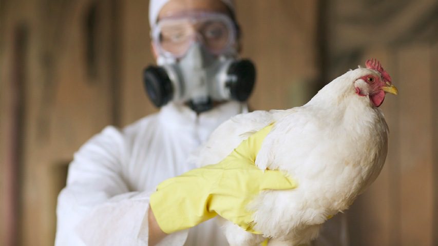influenza aviar en Ecuador