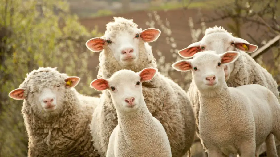 Un rebaño de ovejas camina en círculo durante 12 días y nadie sabe porqué