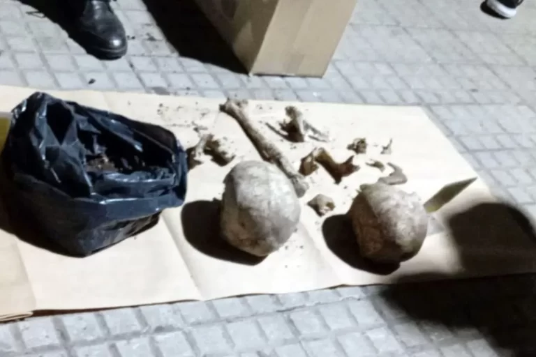 Encuentran cinco cráneos humanos en el patio de una casa