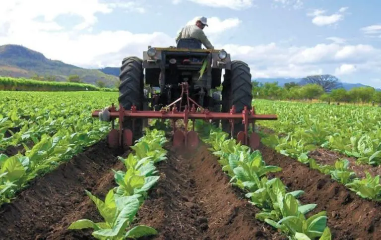Fedeagro: la actividad agrícola en el país fue positiva en 2022