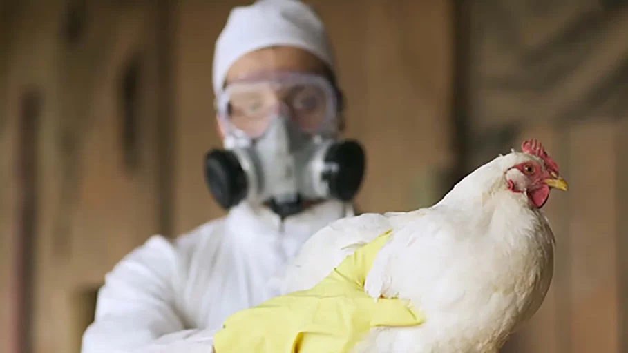 Venezuela pide se reporten posibles casos de gripe aviar