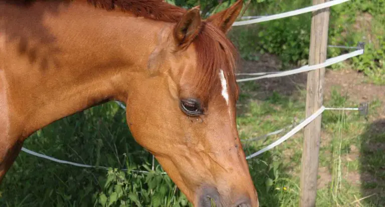 Se mató niño de ocho años al caer de un caballo en Cabudare