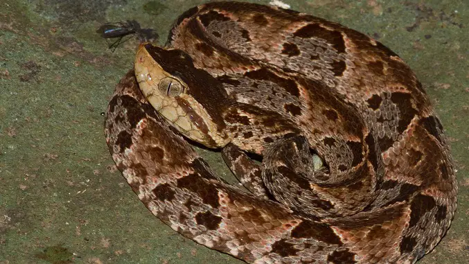 Una serpiente mató a un barí en Perijá