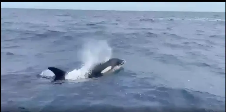 VIDEO | Orcas sorprendieron a marinos en Los Roques y La Guaira