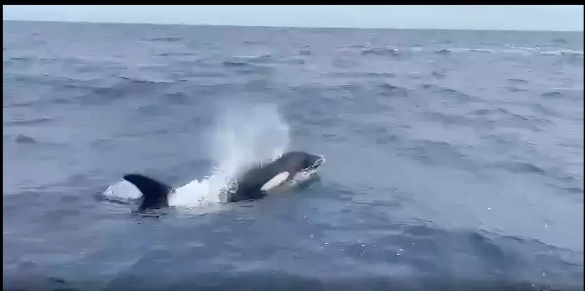 VIDEO | Marinos avistan orcas en Los Roques y La Guaira