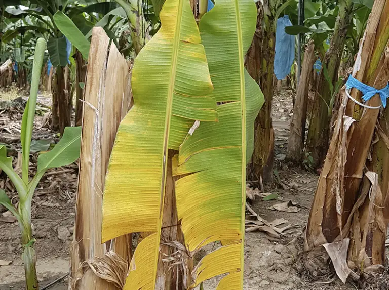 Fusarium, el hongo que afecta al banano se extiende en el país