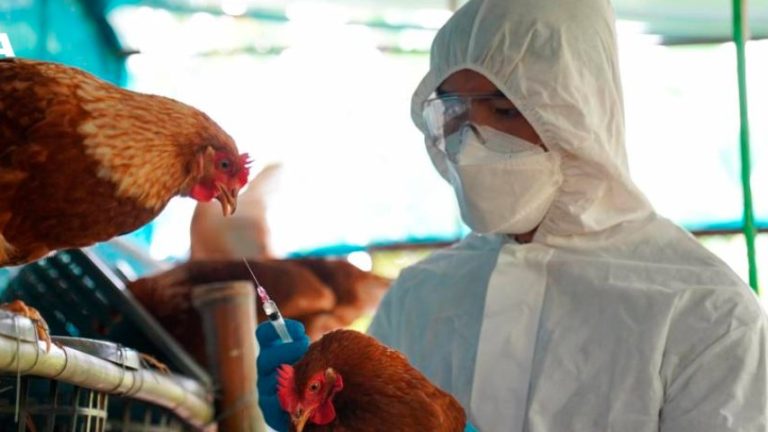 Alarma en Latinoamérica por avance de la gripe aviar
