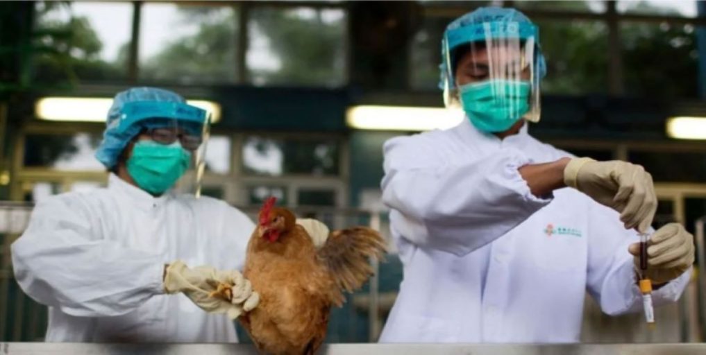 Descartan casos de gripe aviar en Venezuela