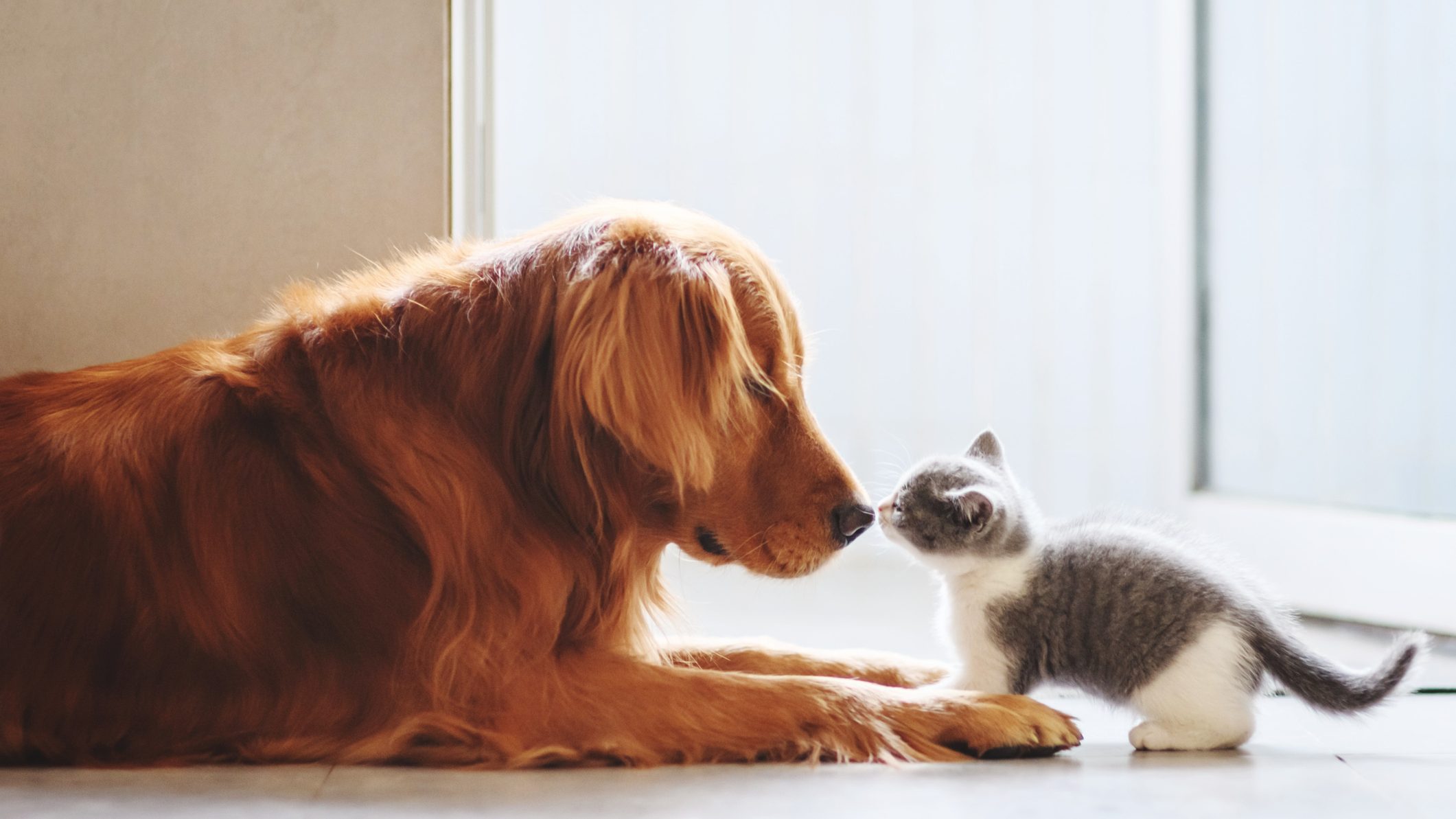 son los gatos realmente más inteligentes que los perros