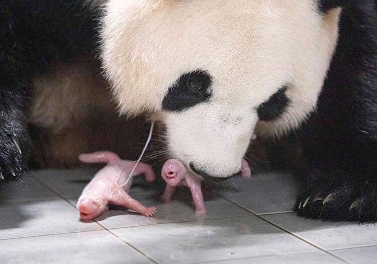 Corea del Sur registra su primer nacimiento de panda gemelos