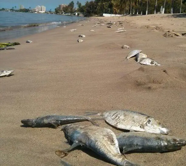Peces muertos en playa de Lechería ¿Qué pasó?